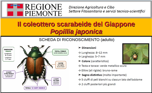 Popillia japonica - Piano dazione per 2026 per i comuni ricadenti in zona infestata